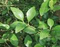Mount White Lime